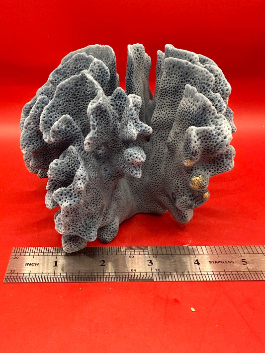 Vintage Blue Ridge Coral