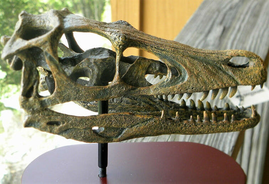 Raptor Skull Resin Sculpture